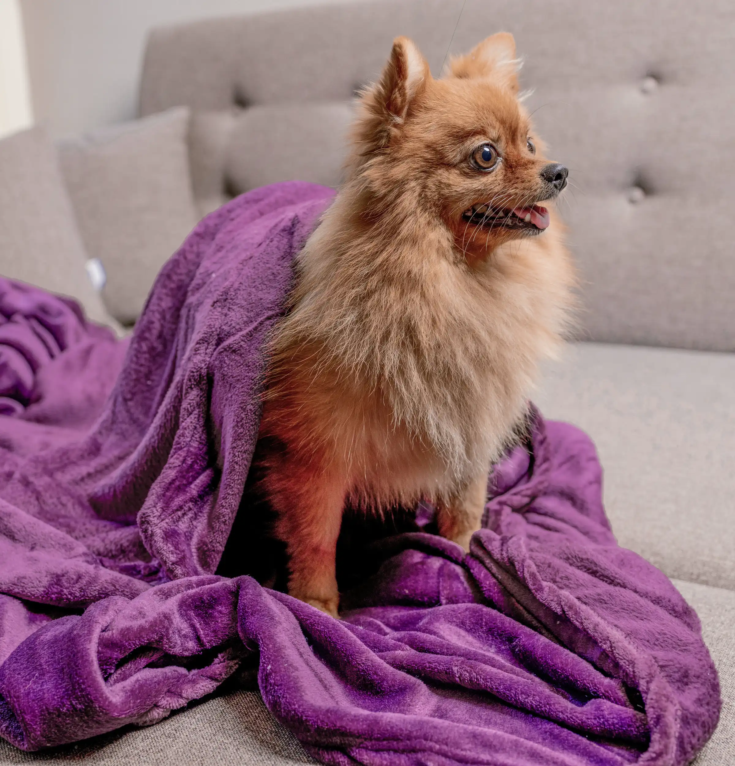 Microfiber Blanket (130 cm x 180 cm ) - Image 36